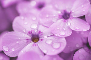 World's Most Beautiful Flowers Violet Phlox Wallpaper