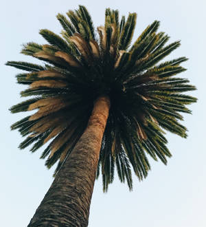Worm Eye Photography Of Palm Tree Wallpaper