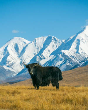 Yak Black On Grass With White Snow Mountain Wallpaper