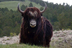Yak Black With Forest Background Wallpaper