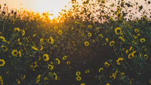 Yellow Aesthetic Flower Desktop Sunset And Blooms Wallpaper