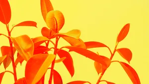 Yellow Aesthetic Minimalist Plant Wallpaper