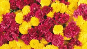 Yellow And Red Chrysanthemums Wallpaper