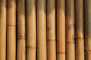 Yellow Bamboo 4k Fence Wallpaper