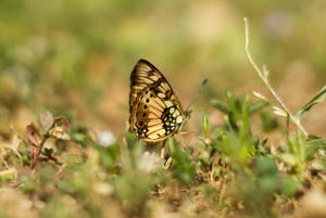 Yellow Beautiful Butterfly On Grass Wallpaper