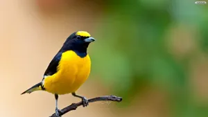 Yellow Bird On A Twig Wallpaper