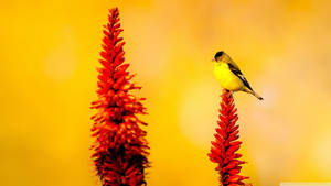 Yellow Bird On Red Flowers Wallpaper