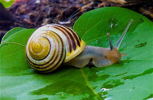 Yellow Brown Snail Wallpaper