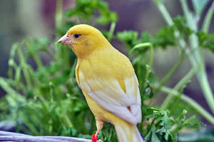 Yellow Canary Bird With White Wings Wallpaper