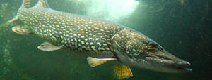 Yellow-finned Pike Wallpaper