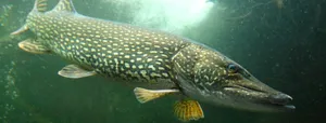 Yellow-finned Pike Wallpaper