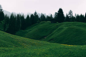 Yellow Flower Green Hill View Wallpaper