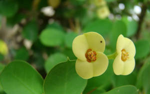 Yellow Flower Plant Wallpaper