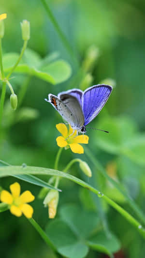 Yellow Flowers And Butterflies Purple Hd Wallpaper