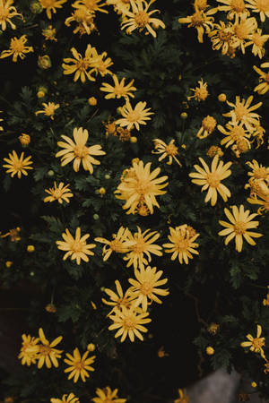 Yellow Flowers With Green Leaves Wallpaper