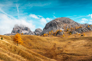 Yellow Grass Field Beautiful Autumn Desktop Wallpaper