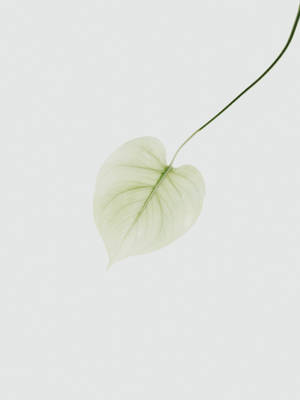 Yellow Green Leaf Wallpaper