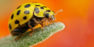 Yellow Ladybug Beetle In Orange Wallpaper