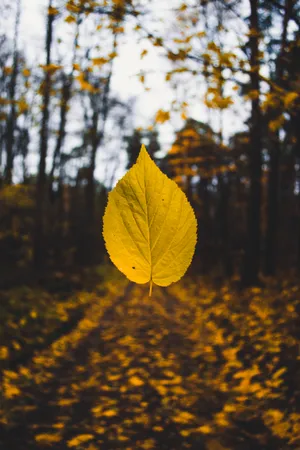 Yellow Leaf Wallpaper
