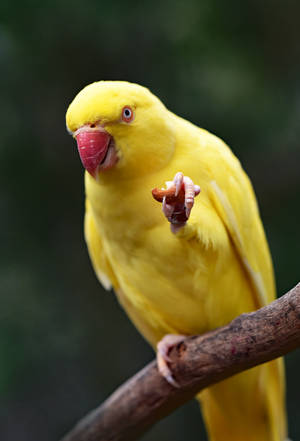 Yellow Parakeet On Tree String Wallpaper