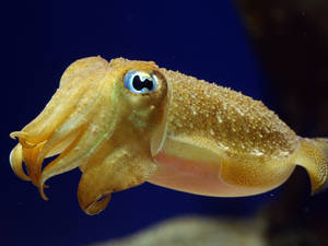 Yellow Seiche Pharaon Or Pharaoh Cuttlefish Wallpaper