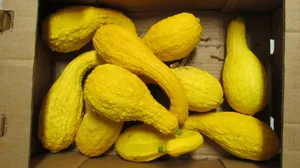 Yellow Squash In A Box Wallpaper