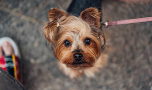 Yorkshire Terrier Puppy Cute Computer Wallpaper