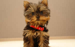 Yorkshire Terrier Puppy Wallpapers Wallpaper