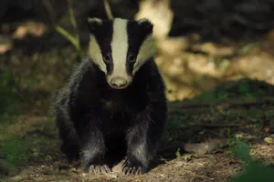 Young Badgerin Natural Habitat.jpg Wallpaper