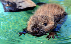 Young Beaver Swimmingin Water Wallpaper