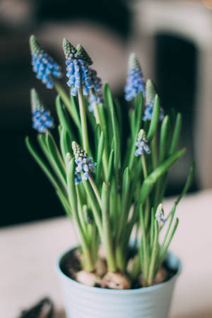 Young Blue Hyacinth Flowers Wallpaper