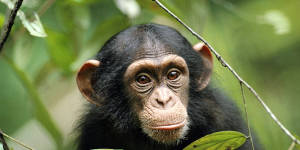 Young Chimpanzee Near Plants Wallpaper