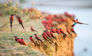 Zambia Carmine Bee-eaters Wallpaper