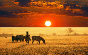 Zebras At Namibia Savannah During Sunset Wallpaper