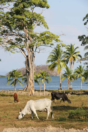 Zebu Cattles Grazing Peacefully On A Farm Wallpaper