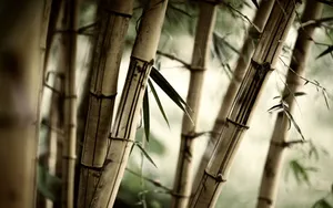 Zen Bamboo Shots Wallpaper