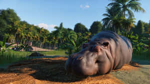 Zoo With A Sleeping Hippopotamus Wallpaper